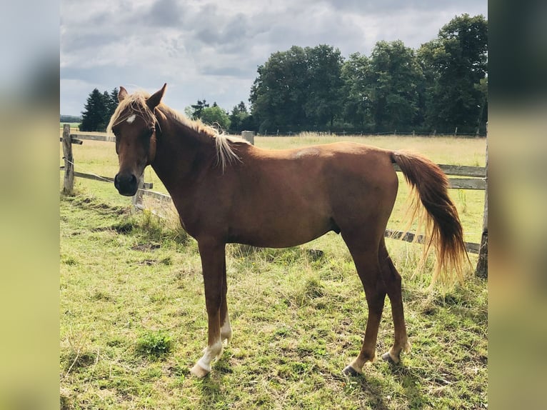 Ägyptischer Araber Wallach 2 Jahre 153 cm Fuchs in D&#xF6;rverden