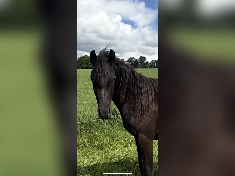 Ägyptischer Araber Wallach 2 Jahre Rappe in Mengen