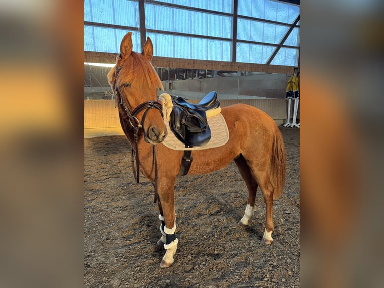 Ägyptischer Araber Wallach 3 Jahre 152 cm Fuchs in Wilburgstetten