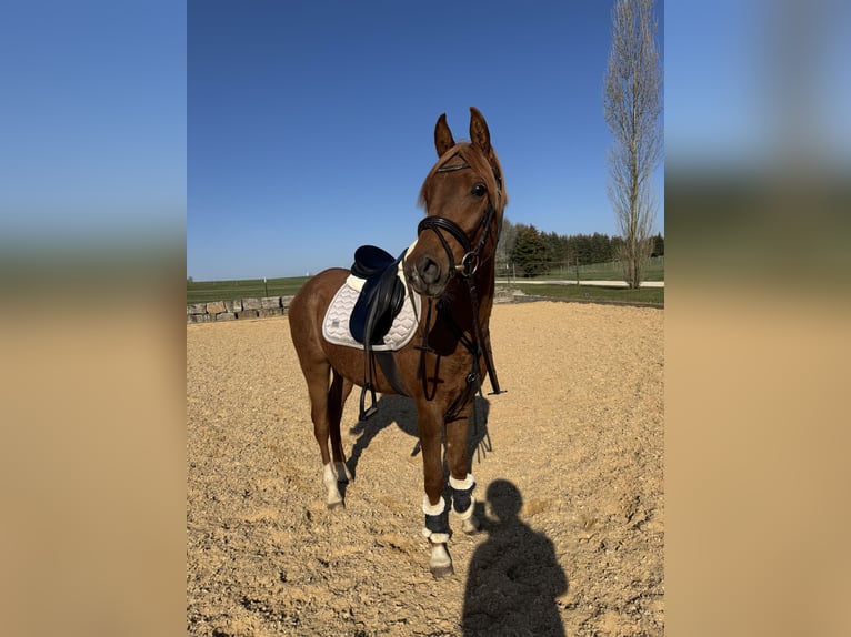 Ägyptischer Araber Wallach 3 Jahre 152 cm Fuchs in Wilburgstetten