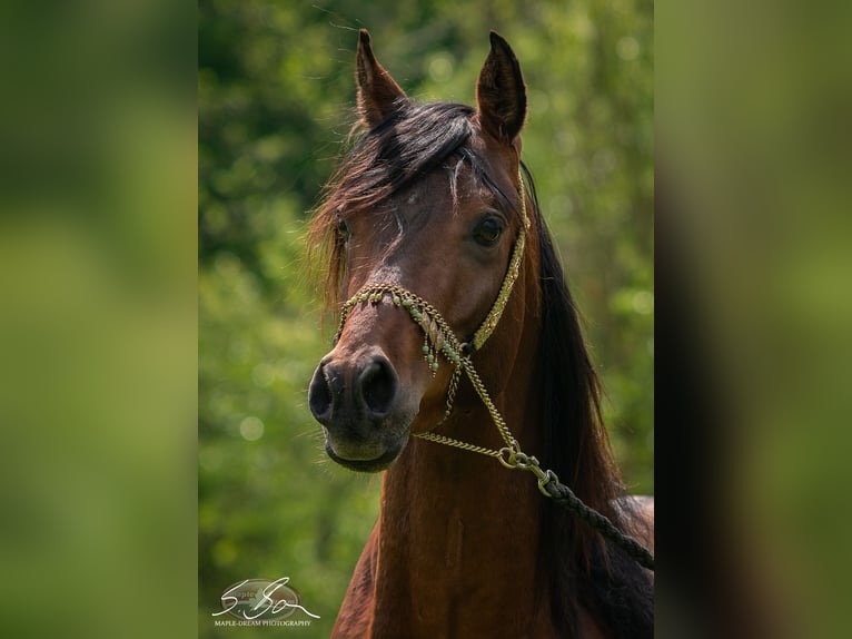 Ägyptischer Araber Wallach 3 Jahre 153 cm Brauner in Biesdorf