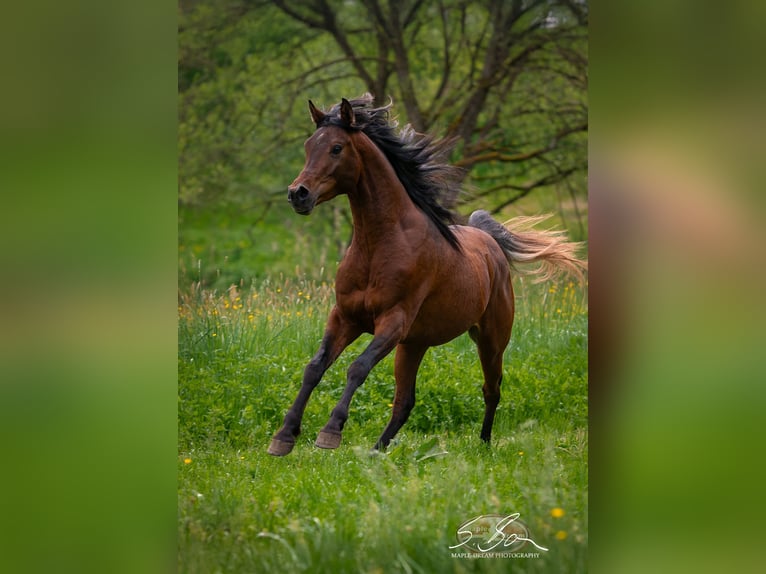Ägyptischer Araber Wallach 3 Jahre 153 cm Brauner in Biesdorf