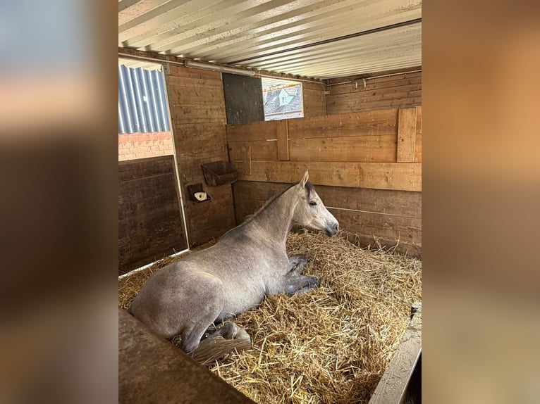 Ägyptischer Araber Wallach 4 Jahre 150 cm Schimmel in Schollbrunn