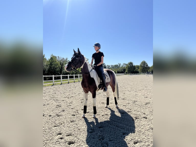 Ägyptischer Araber Mix Wallach 4 Jahre 156 cm Schecke in Ebreichsdorf