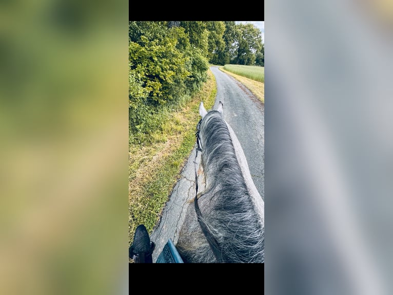 Ägyptischer Araber Wallach 4 Jahre 158 cm Schimmel in Gladenbach