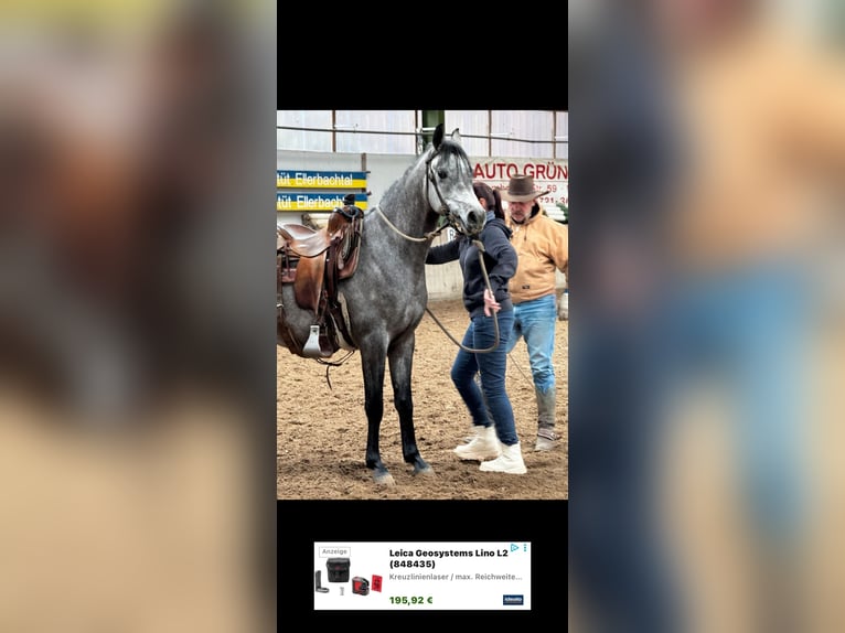 Ägyptischer Araber Wallach 4 Jahre 158 cm Schimmel in Gladenbach