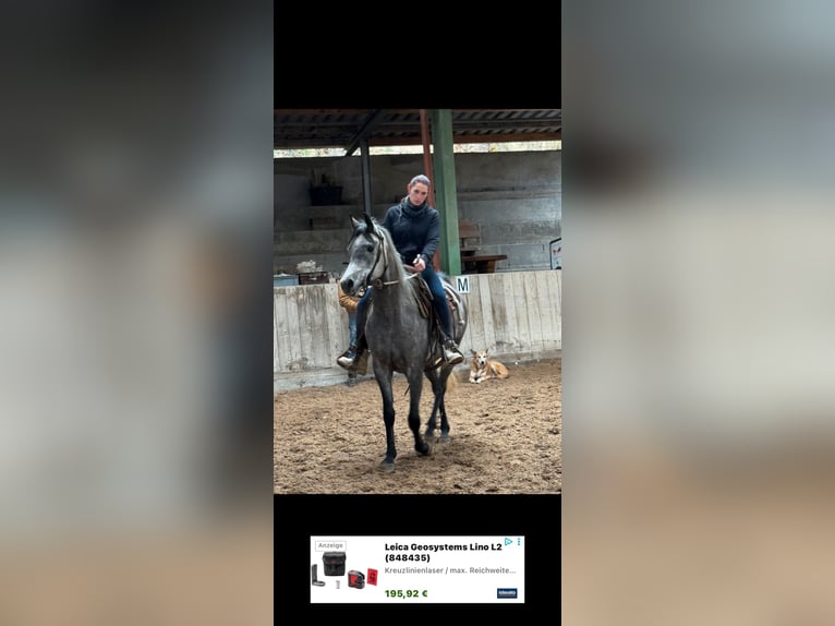Ägyptischer Araber Wallach 4 Jahre 158 cm Schimmel in Gladenbach
