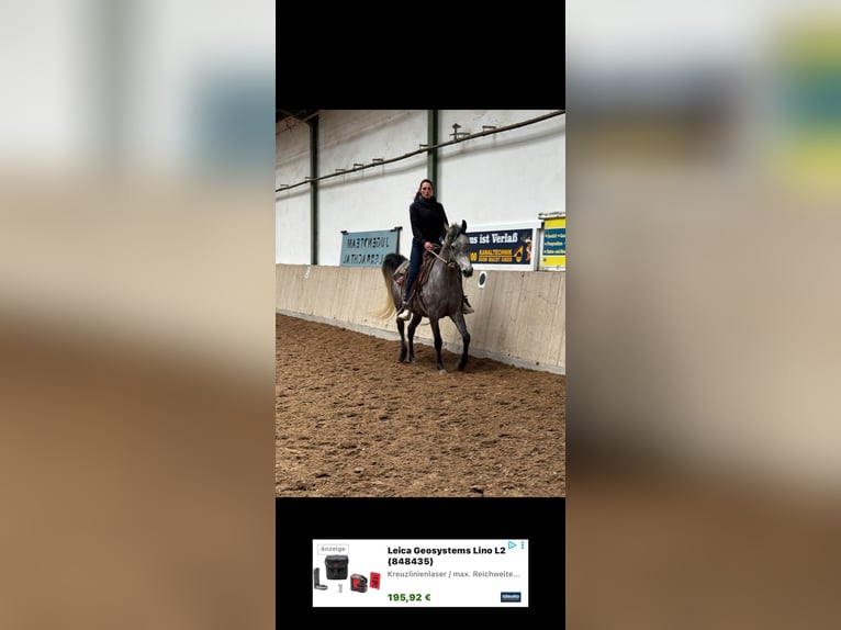 Ägyptischer Araber Wallach 4 Jahre 158 cm Schimmel in Gladenbach