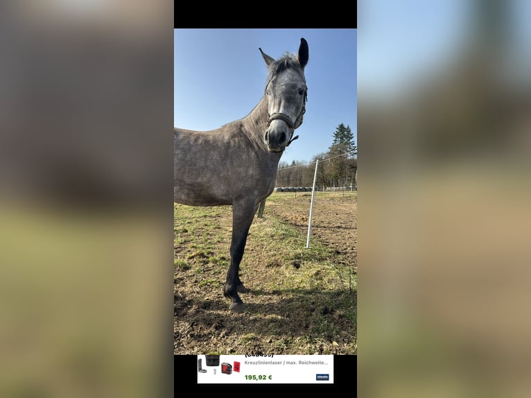 Ägyptischer Araber Wallach 4 Jahre 158 cm Schimmel in Gladenbach