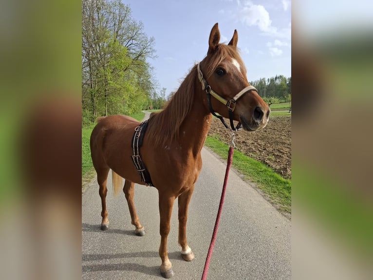 Ägyptischer Araber Wallach 4 Jahre Fuchs in Lannach