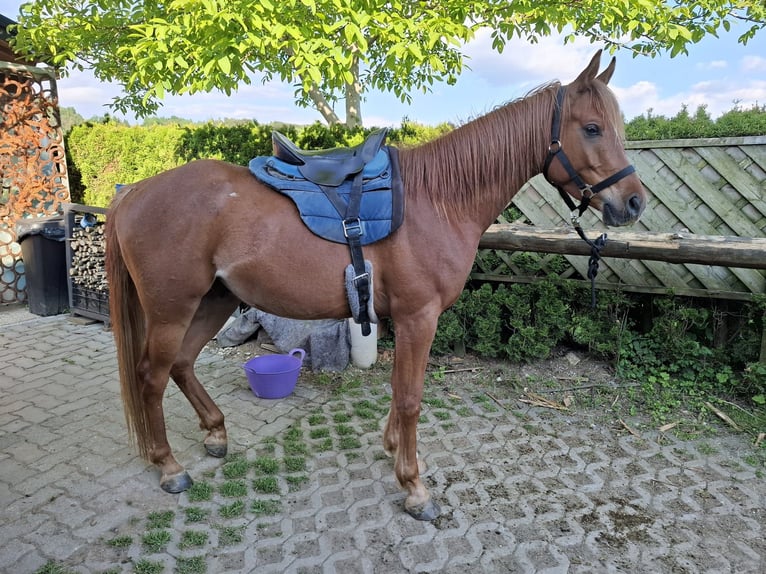 Ägyptischer Araber Wallach 5 Jahre 150 cm Fuchs in Lannach