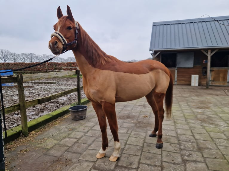 Ägyptischer Araber Wallach 5 Jahre 154 cm Fuchs in Kaatsheuvel