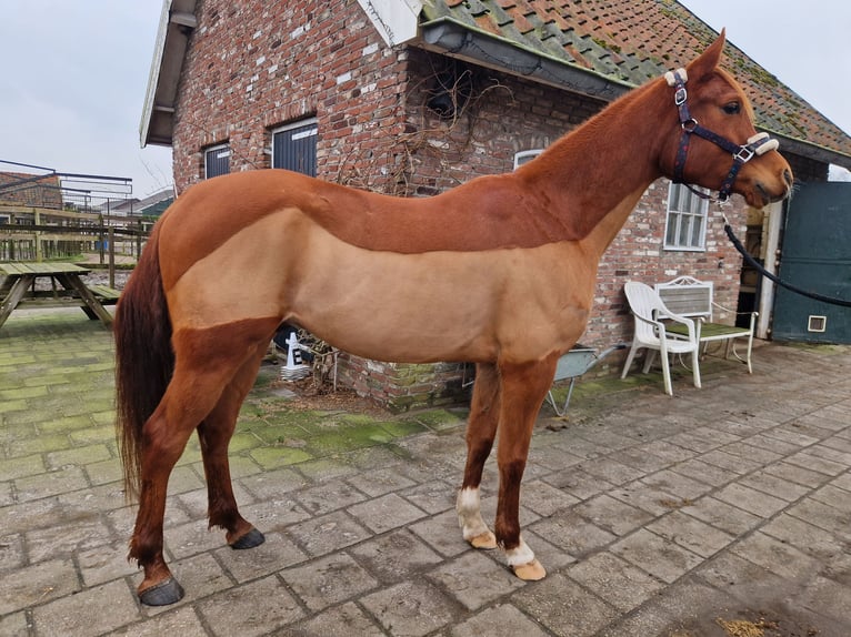 Ägyptischer Araber Wallach 5 Jahre 154 cm Fuchs in Kaatsheuvel