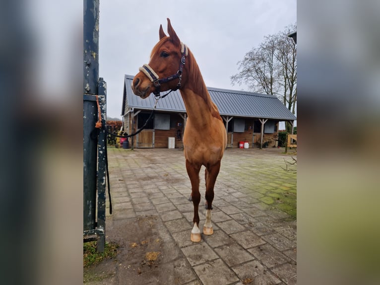 Ägyptischer Araber Wallach 5 Jahre 154 cm Fuchs in Kaatsheuvel