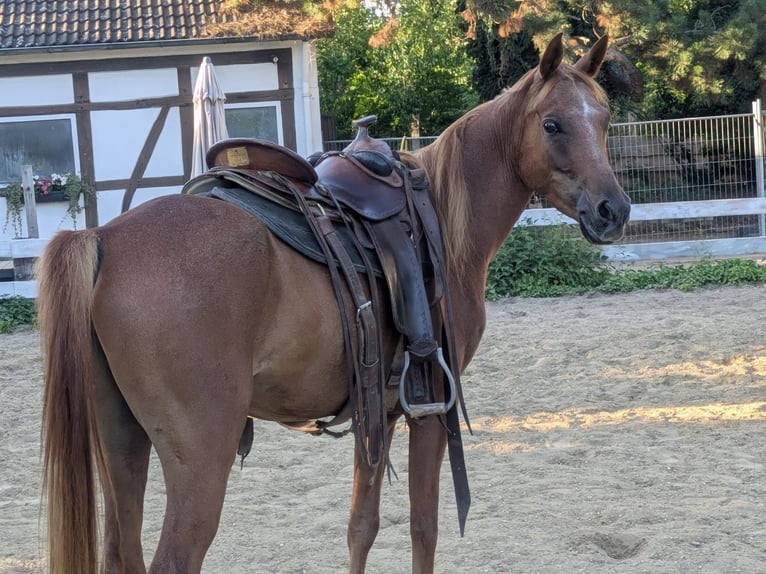 Ägyptischer Araber Wallach 5 Jahre Fuchs in Bad Salzdetfurth