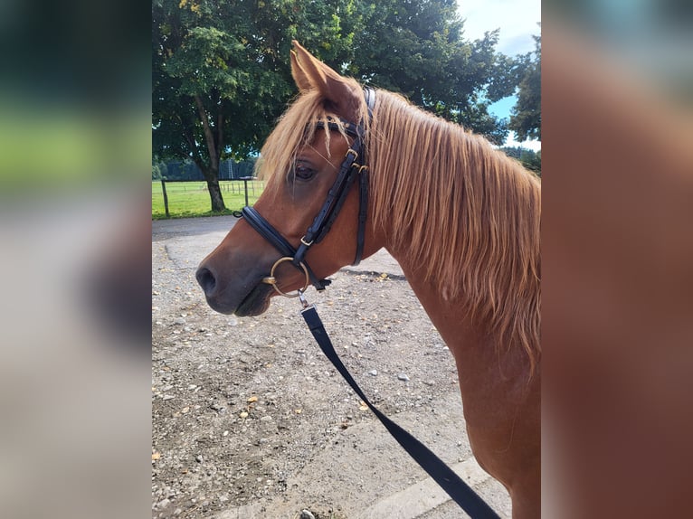 Ägyptischer Araber Wallach 6 Jahre 146 cm Fuchs in Holzkirchen
