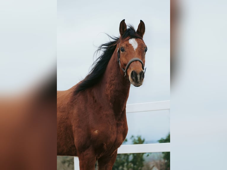 Ägyptischer Araber Wallach 6 Jahre 153 cm Brauner in Ulrichstein