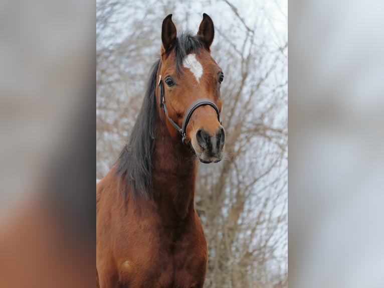 Ägyptischer Araber Wallach 6 Jahre 153 cm Brauner in Ulrichstein