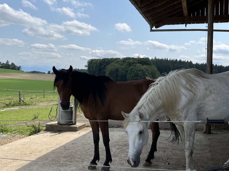 Ägyptischer Araber Wallach 6 Jahre 155 cm Brauner in Dorfen bei Icking