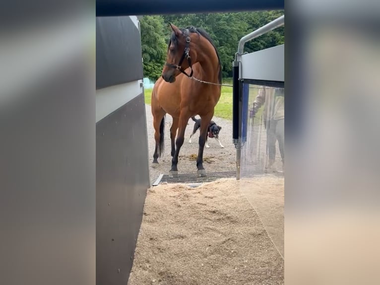 Ägyptischer Araber Wallach 6 Jahre 155 cm Brauner in Dorfen bei Icking