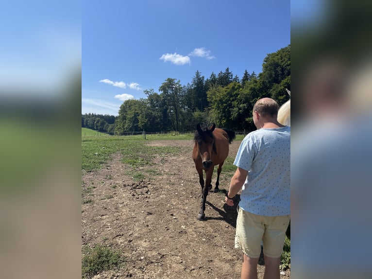 Ägyptischer Araber Wallach 6 Jahre 155 cm Brauner in Dorfen bei Icking