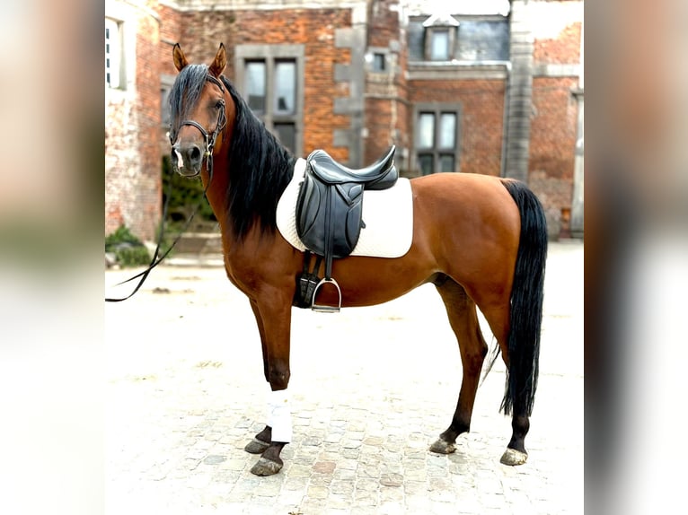 Ägyptischer Araber Wallach 7 Jahre 147 cm Brauner in Eghezee