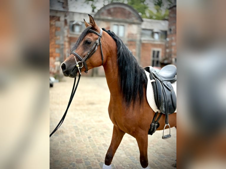Ägyptischer Araber Wallach 7 Jahre 147 cm Brauner in Eghezee
