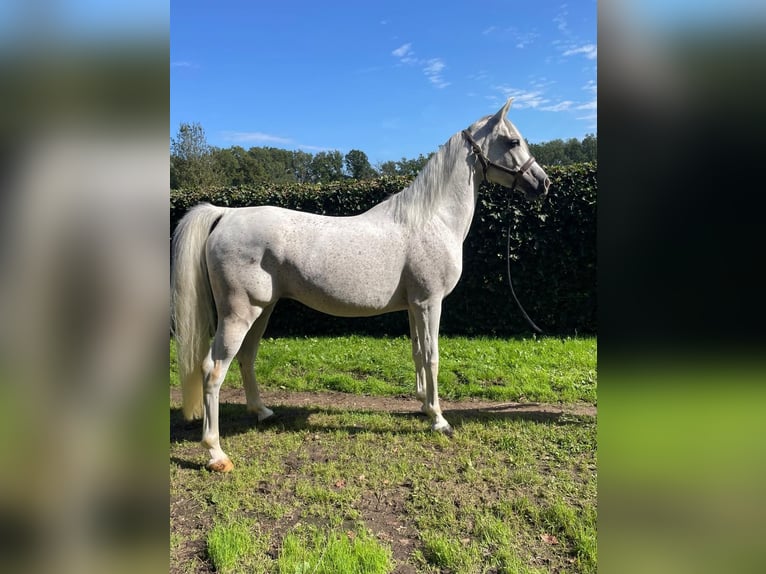 Ägyptischer Araber Wallach 7 Jahre 147 cm Schimmel in Linkhout