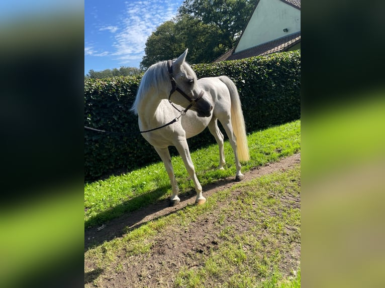 Ägyptischer Araber Wallach 7 Jahre 147 cm Schimmel in Linkhout