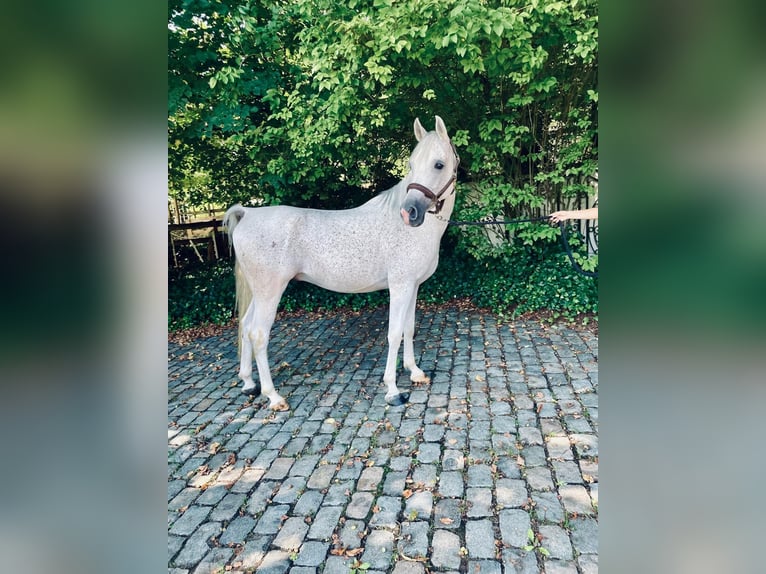 Ägyptischer Araber Wallach 7 Jahre 147 cm Schimmel in Linkhout