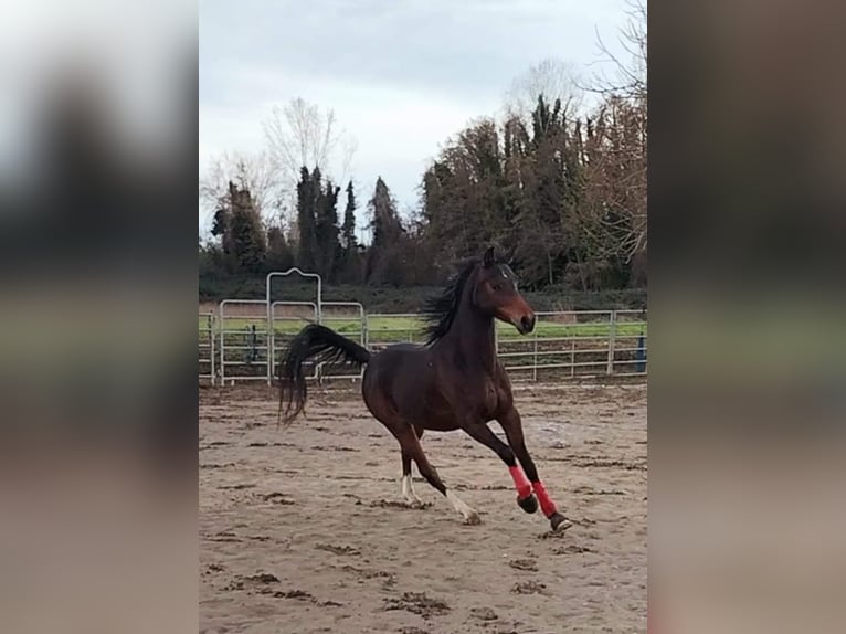 Ägyptischer Araber Wallach 7 Jahre 150 cm Brauner in Pietrasanta