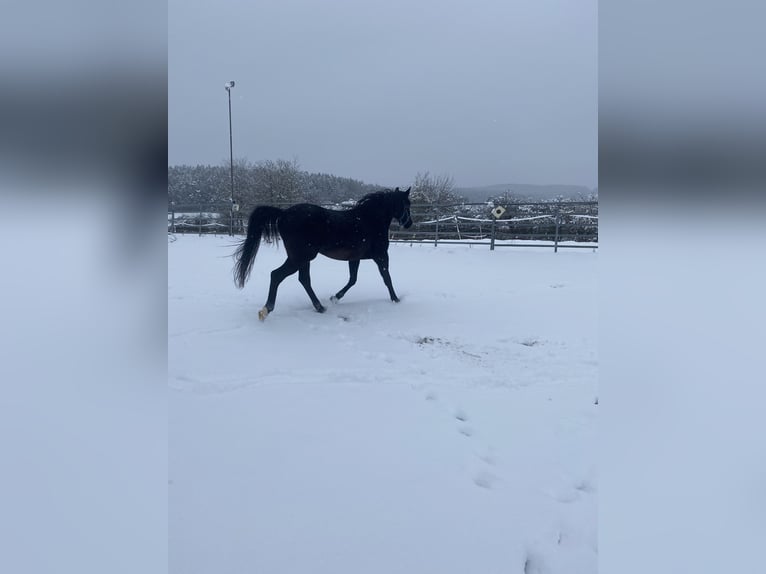 Ägyptischer Araber Wallach 7 Jahre 150 cm Rappe in Birgland