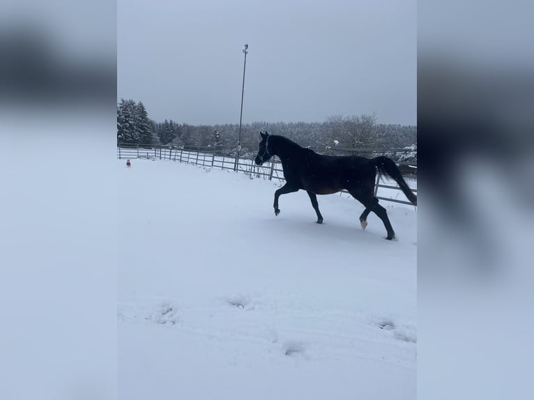 Ägyptischer Araber Wallach 7 Jahre 150 cm Rappe in Birgland