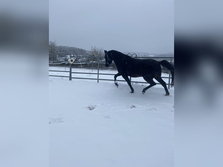 Ägyptischer Araber Wallach 7 Jahre 150 cm Rappe in Birgland