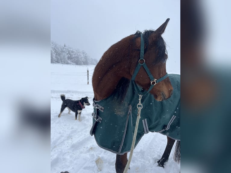 Ägyptischer Araber Wallach 7 Jahre 155 cm Brauner in Dorfen bei Icking