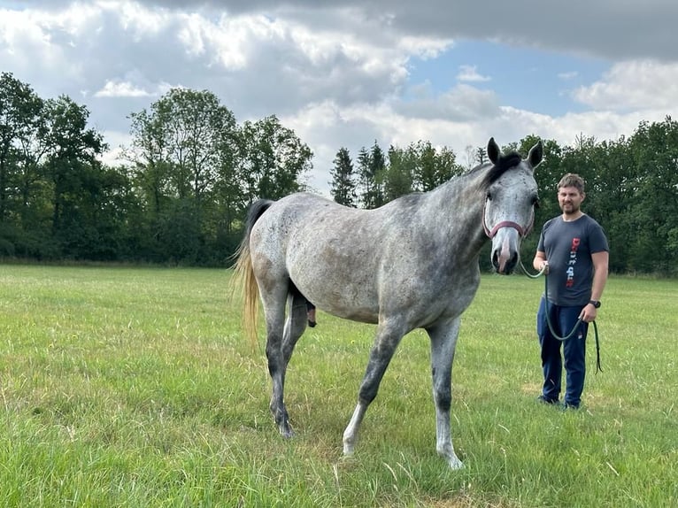 Ägyptischer Araber Wallach 7 Jahre 160 cm Apfelschimmel in Singen