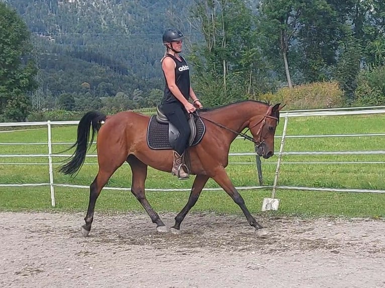 Ägyptischer Araber Wallach 8 Jahre 147 cm Brauner in Kirchbichl