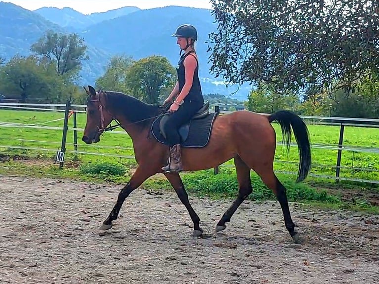 Ägyptischer Araber Wallach 8 Jahre 147 cm Brauner in Kirchbichl