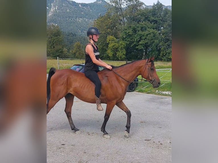 Ägyptischer Araber Wallach 8 Jahre 147 cm Brauner in Kirchbichl