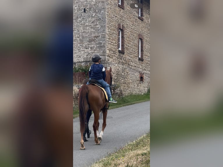 Ägyptischer Araber Wallach 8 Jahre 153 cm Fuchs in Horn-Bad Meinberg