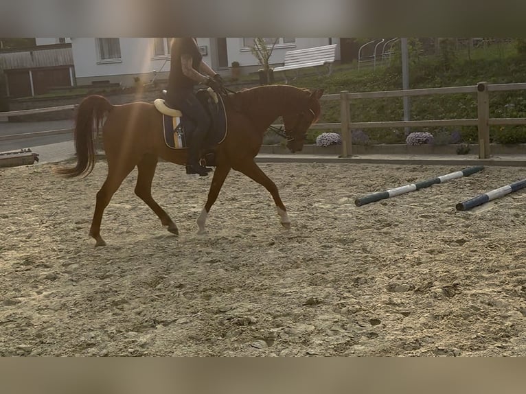 Ägyptischer Araber Wallach 8 Jahre 153 cm Fuchs in Horn-Bad Meinberg
