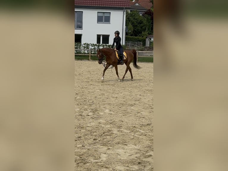 Ägyptischer Araber Wallach 8 Jahre 153 cm Fuchs in Horn-Bad Meinberg