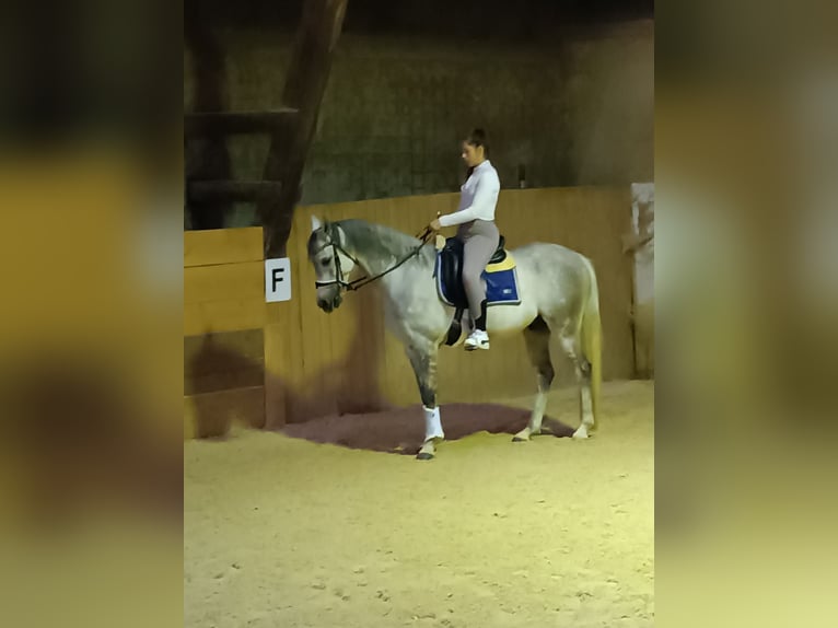 Ägyptischer Araber Wallach 8 Jahre 155 cm Apfelschimmel in Laberweinting