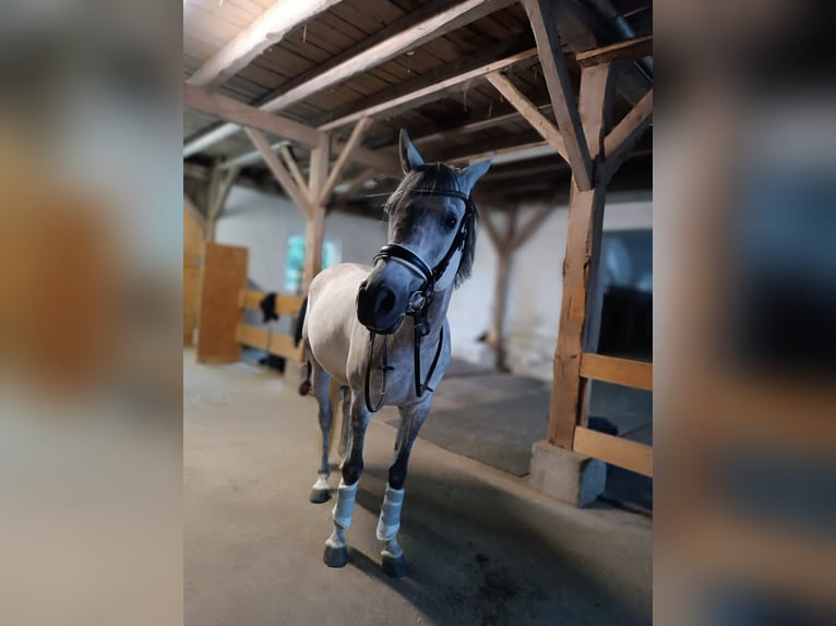 Ägyptischer Araber Wallach 8 Jahre 155 cm Apfelschimmel in Laberweinting