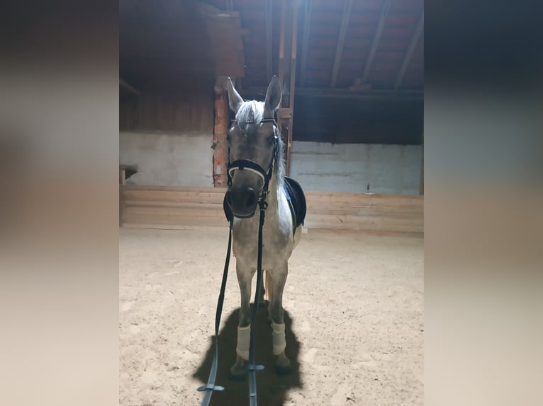 Ägyptischer Araber Wallach 8 Jahre 155 cm Apfelschimmel in Laberweinting