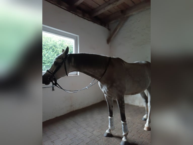 Ägyptischer Araber Wallach 8 Jahre 155 cm Apfelschimmel in Laberweinting