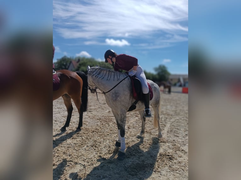 Ägyptischer Araber Wallach 8 Jahre 155 cm Apfelschimmel in Laberweinting