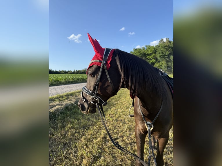 Ägyptischer Araber Wallach 8 Jahre 159 cm Rappe in Bernhardswald