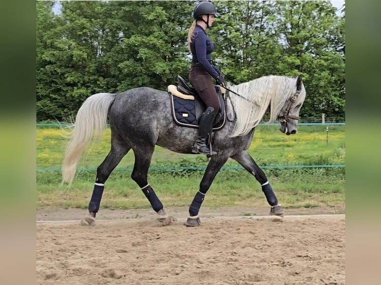 Ägyptischer Araber Wallach 8 Jahre 161 cm Apfelschimmel in Dieburg