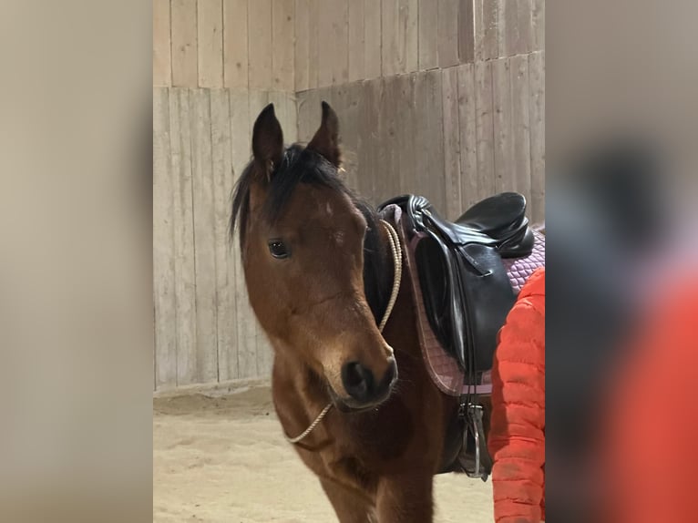 Ägyptischer Araber Wallach 9 Jahre 156 cm Brauner in Pichl bei Wels